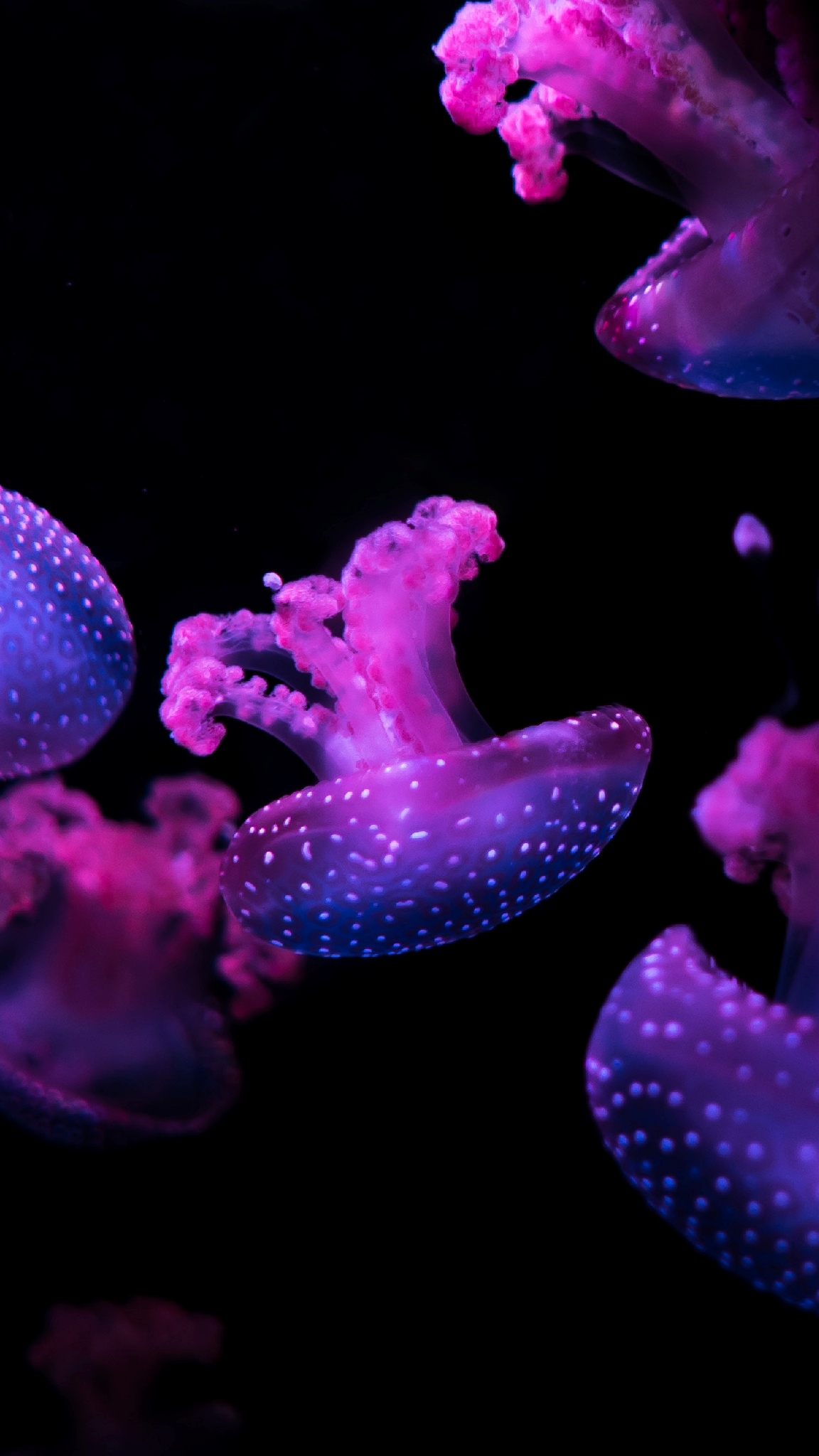 Cute Jellyfish Wallpapers