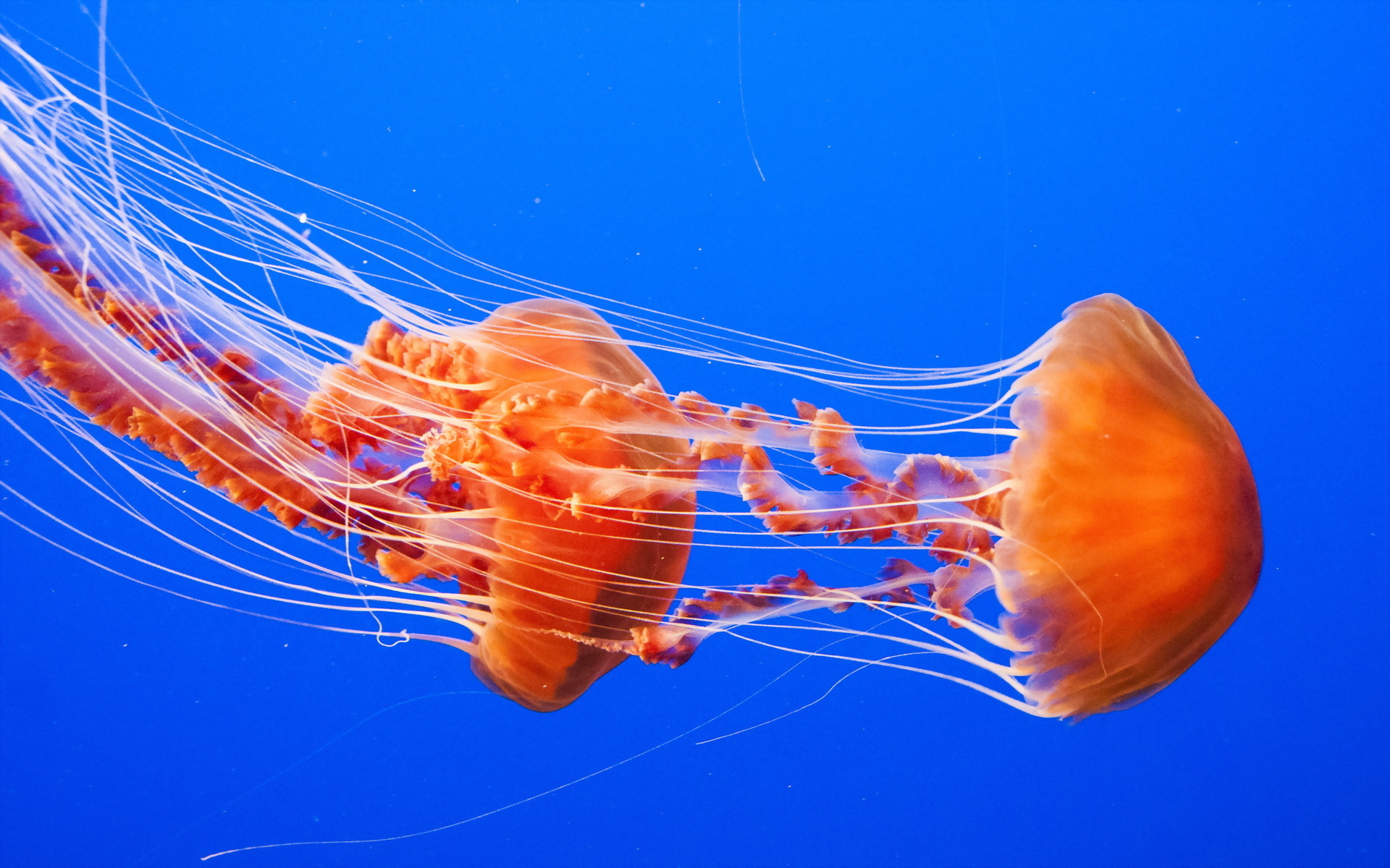 Cute Jellyfish Wallpapers