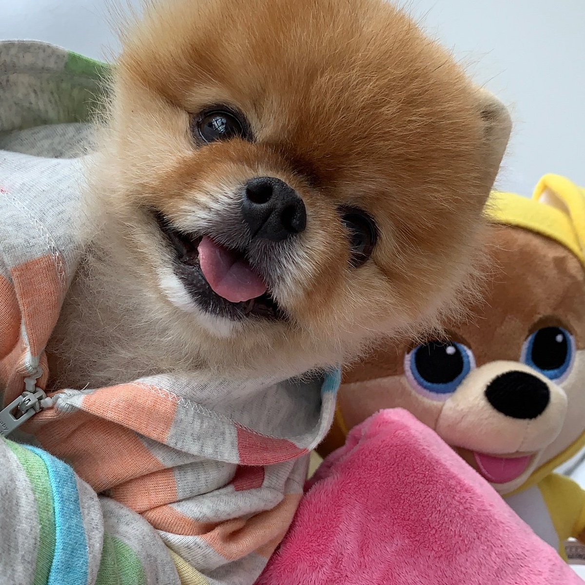 Cute Jiffpom Wallpapers