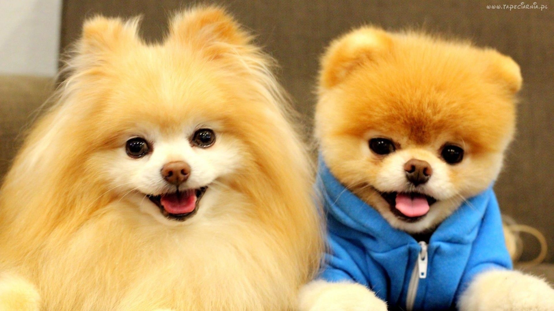 Cute Jiffpom Wallpapers