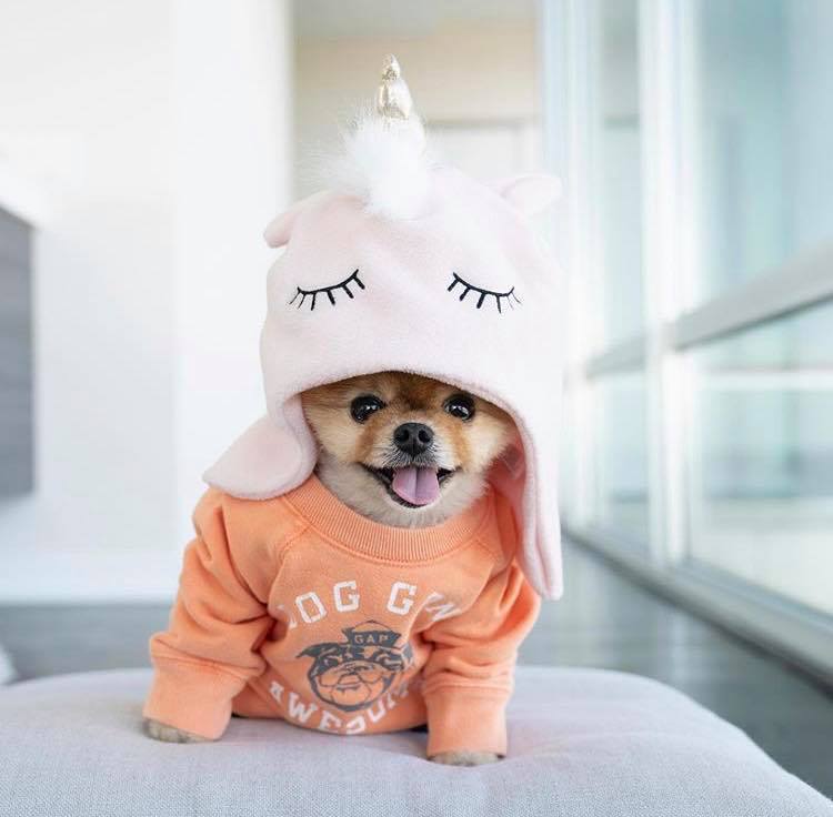 Cute Jiffpom Wallpapers