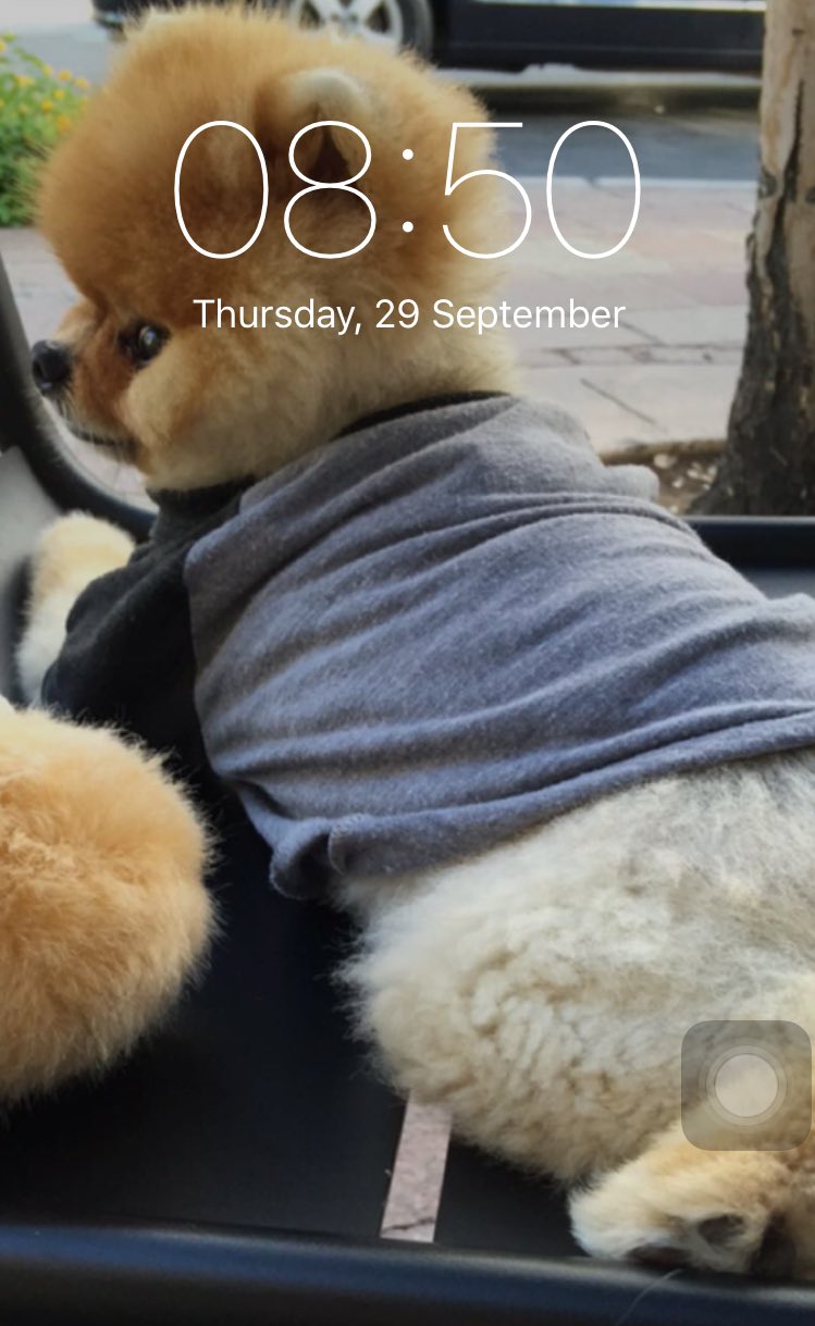 Cute Jiffpom Wallpapers