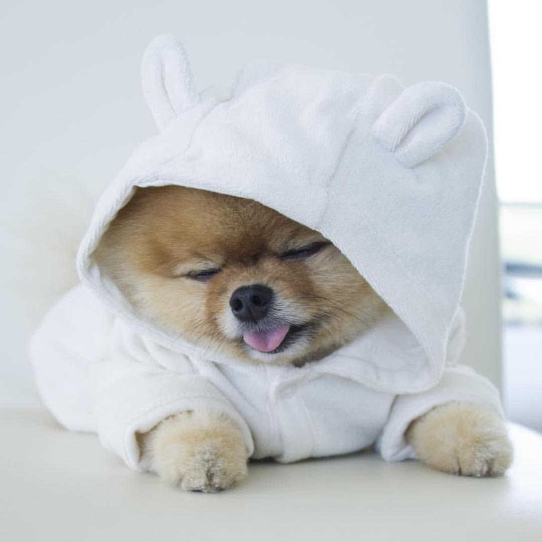 Cute Jiffpom Wallpapers