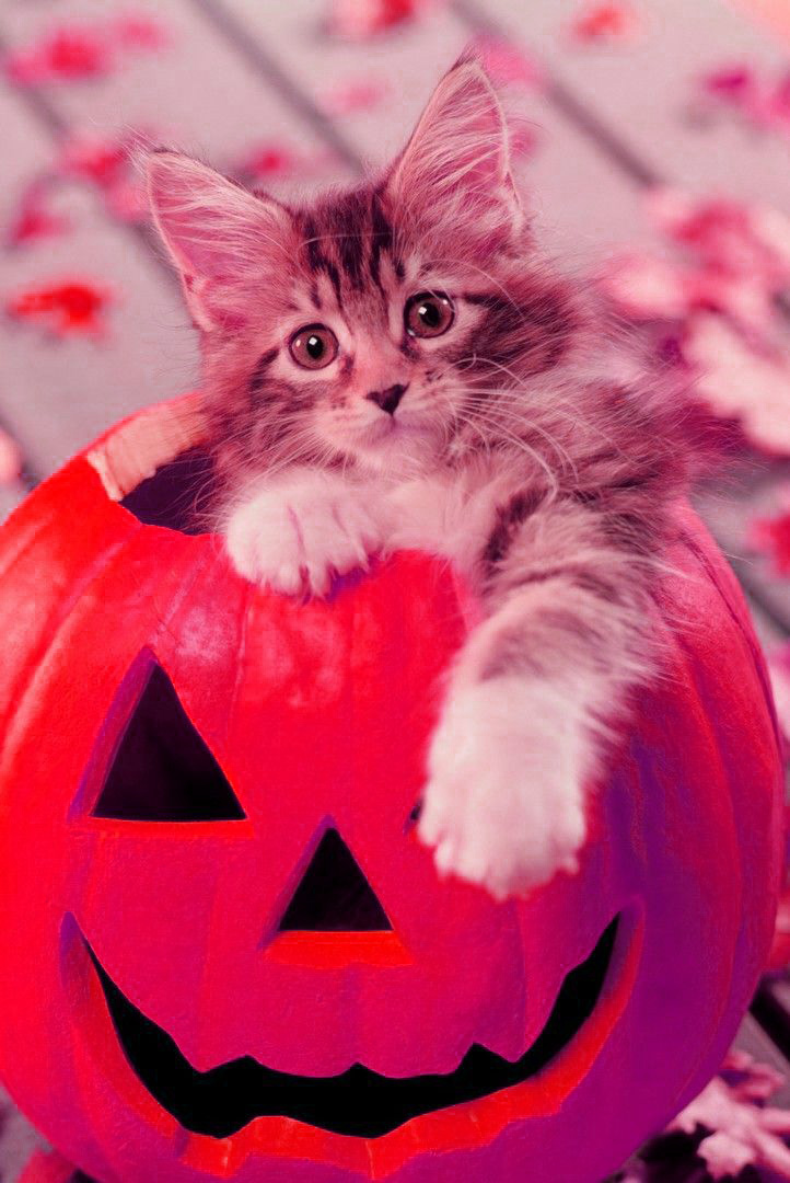 Cute Kawaii Halloween Wallpapers