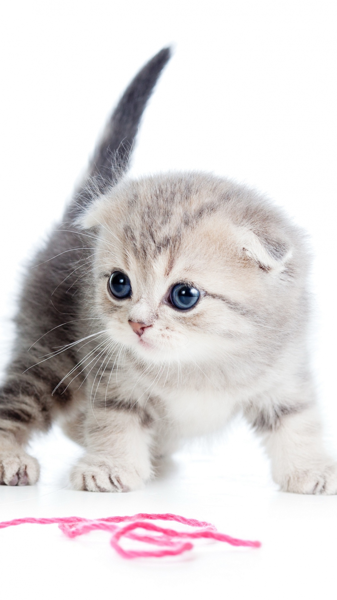 Cute Kitten Iphone Wallpapers