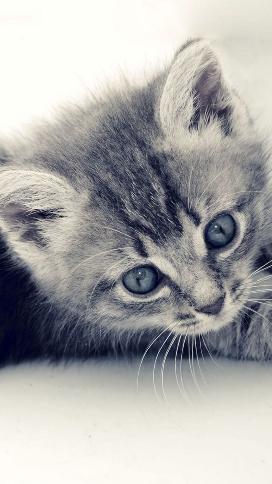 Cute Kitten Iphone Wallpapers