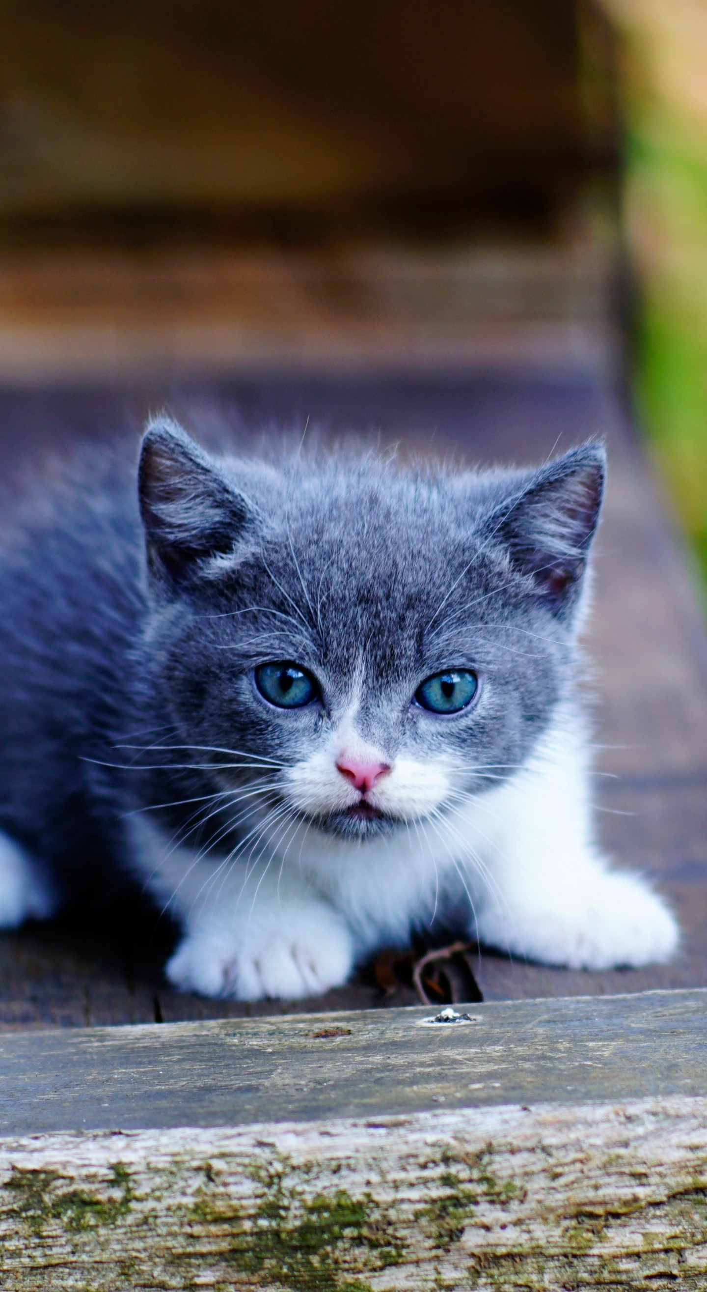 Cute Kitten Iphone Wallpapers