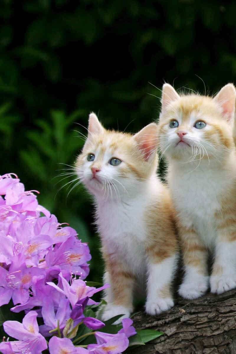 Cute Kitten Iphone Wallpapers