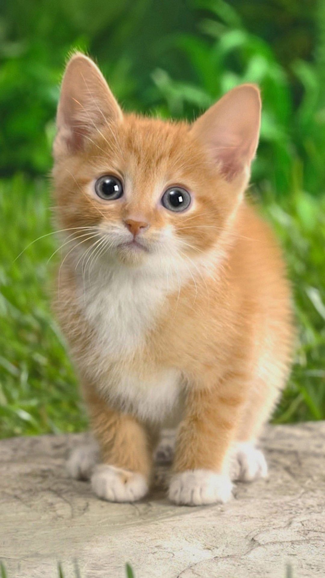 Cute Kitten Iphone Wallpapers