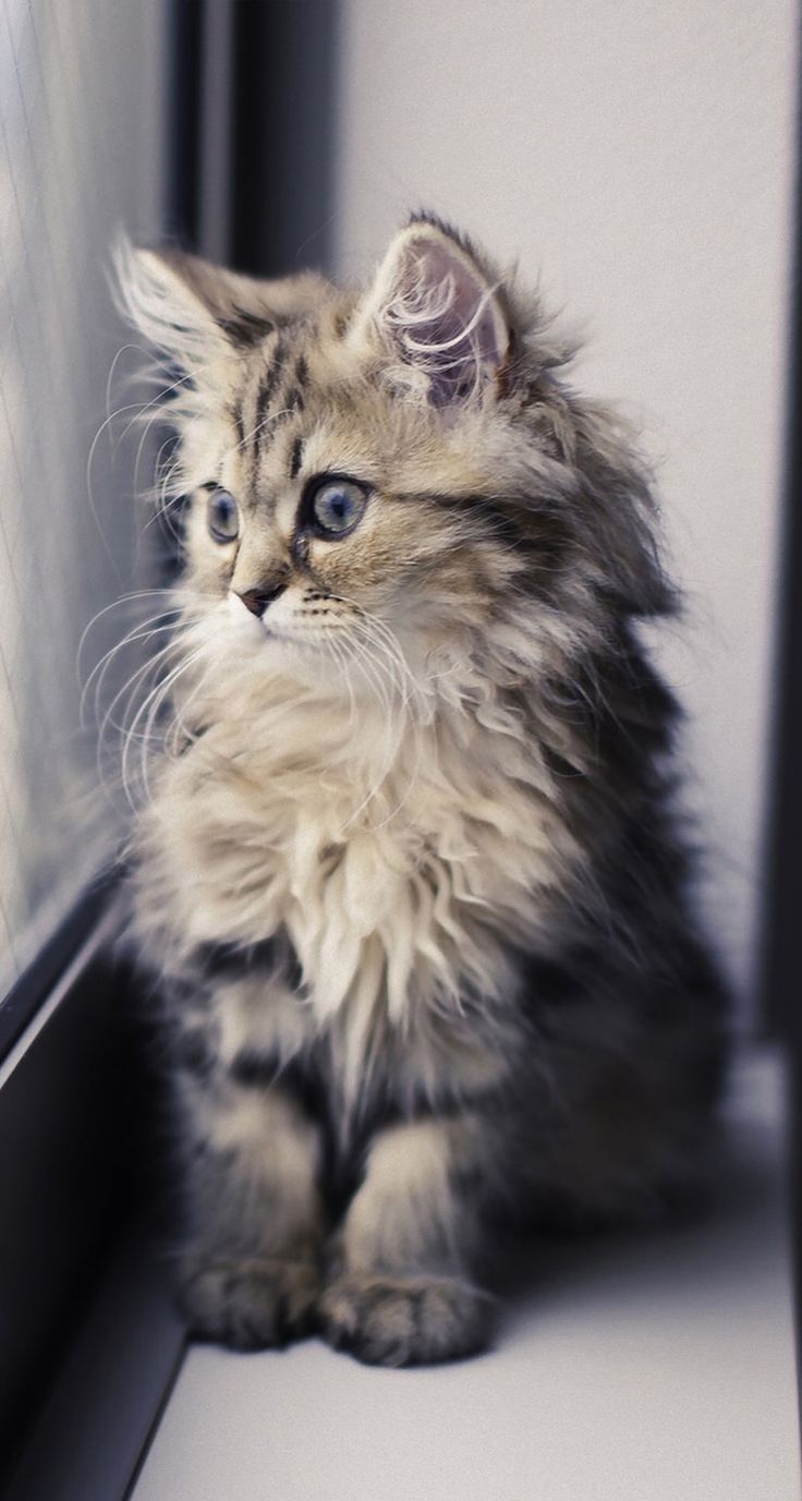 Cute Kitten Iphone Wallpapers