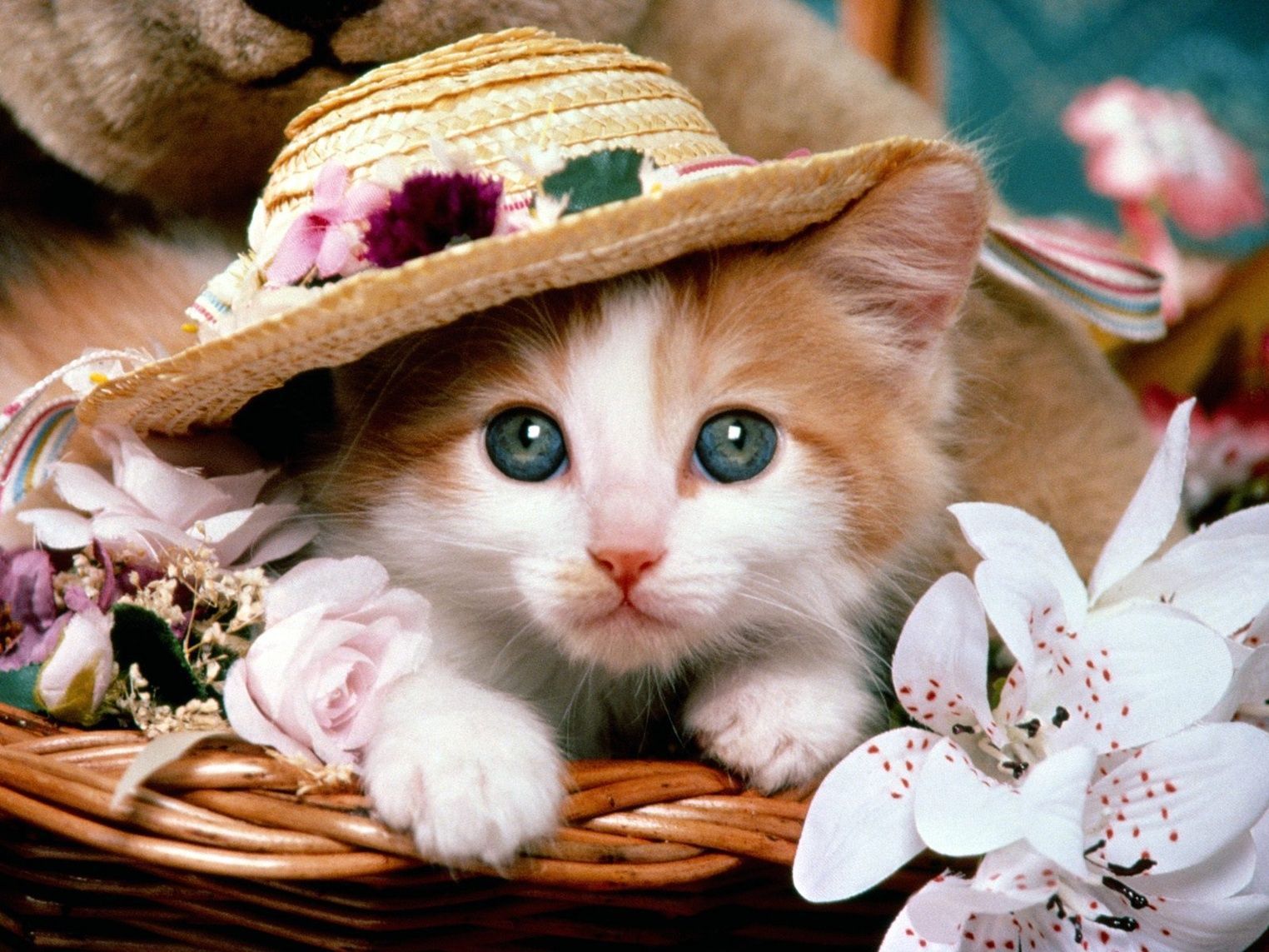 Cute Kitty Wallpapers