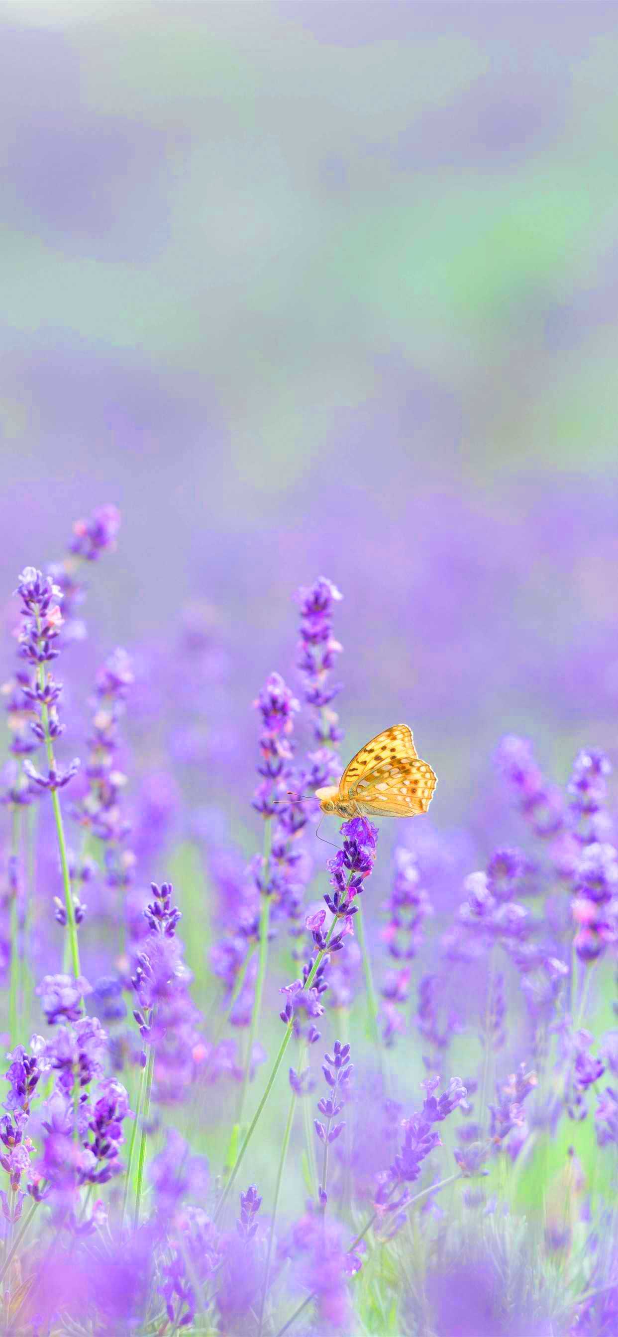 Cute LavenderWallpapers