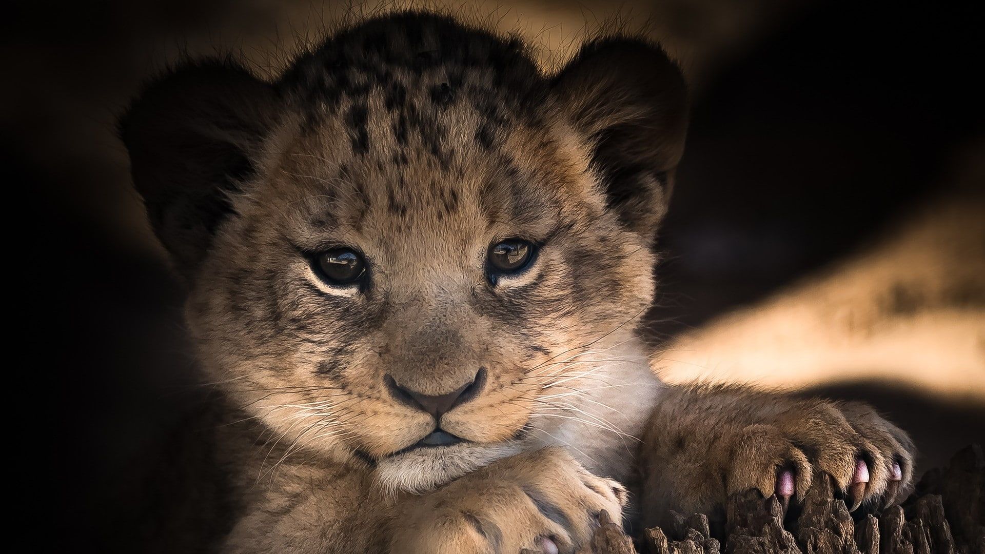 Cute Lion Cubs Wallpapers