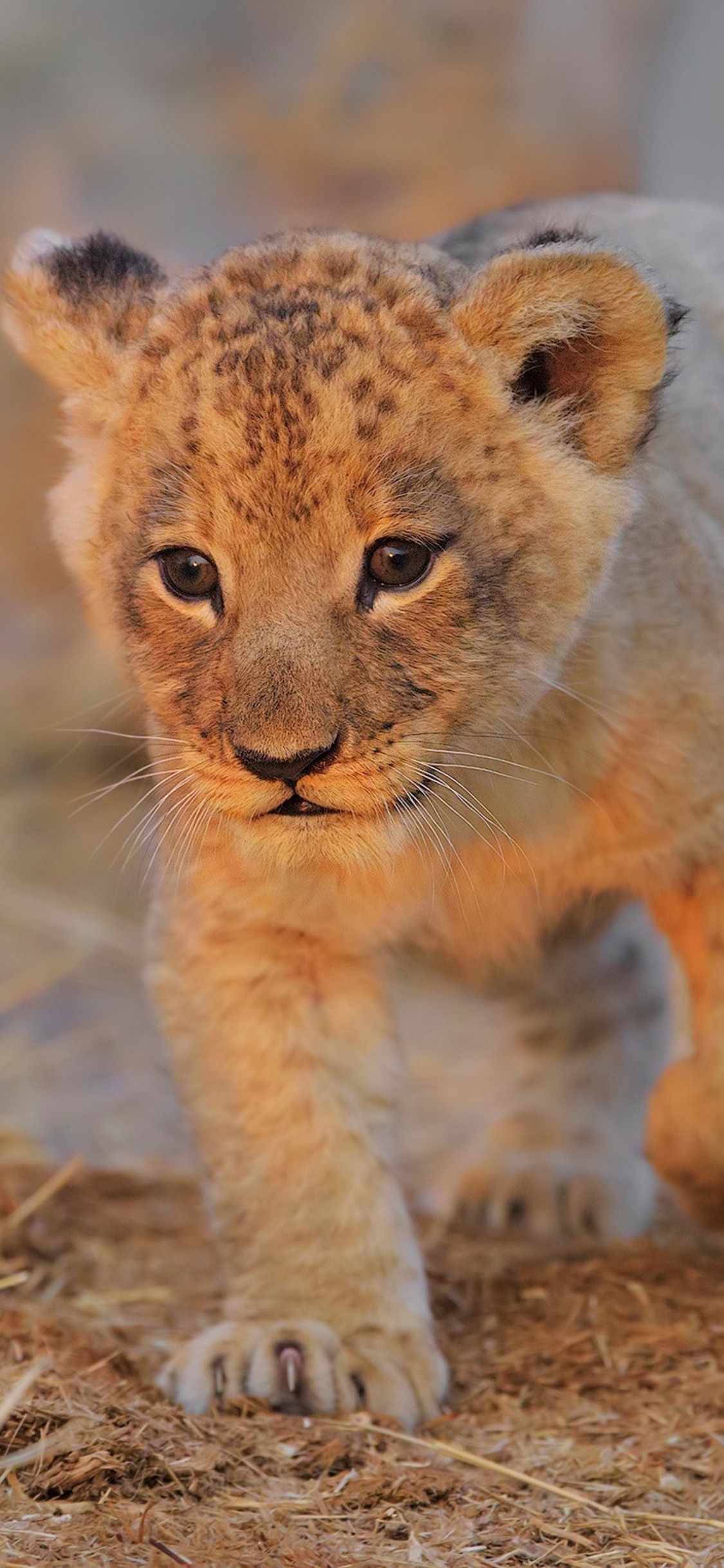 Cute Lion Cubs Wallpapers