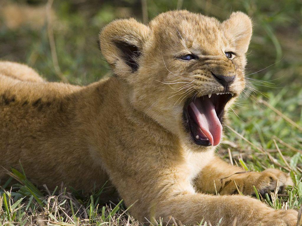 Cute Lion Cubs Wallpapers