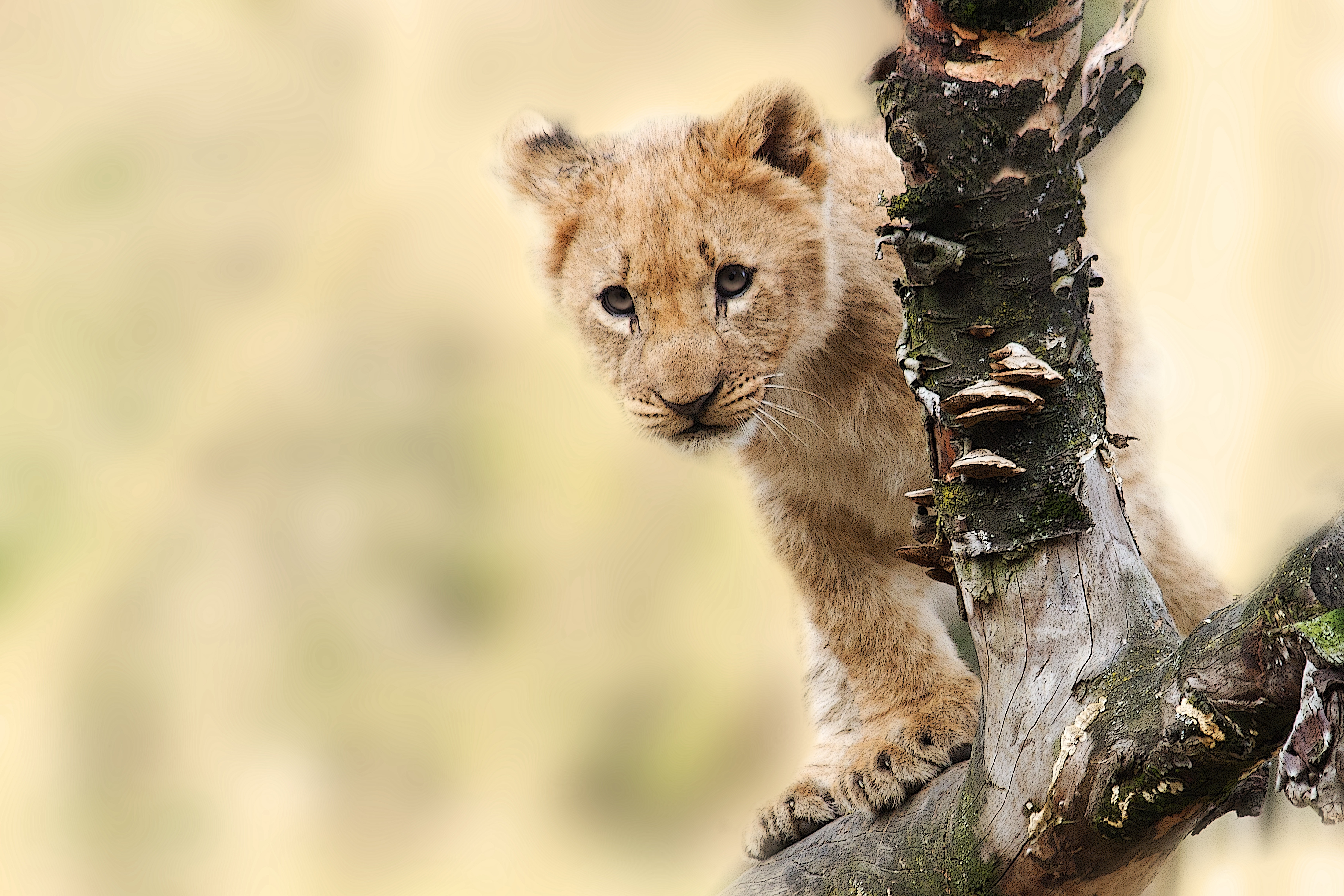 Cute Lion Cubs Wallpapers