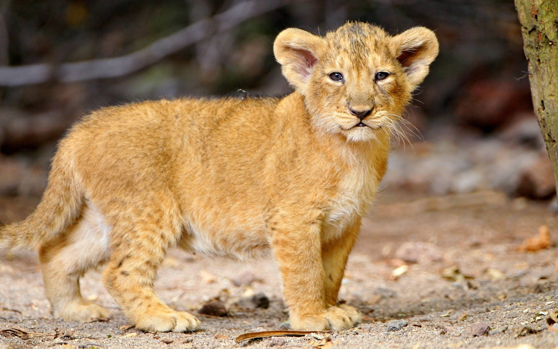 Cute Lion Cubs Wallpapers