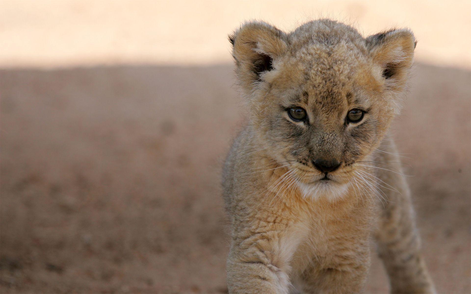 Cute Lion Cubs Wallpapers