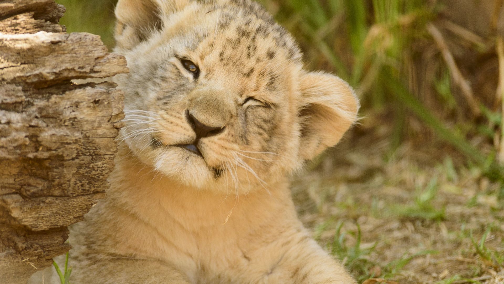 Cute Lion Cubs Wallpapers