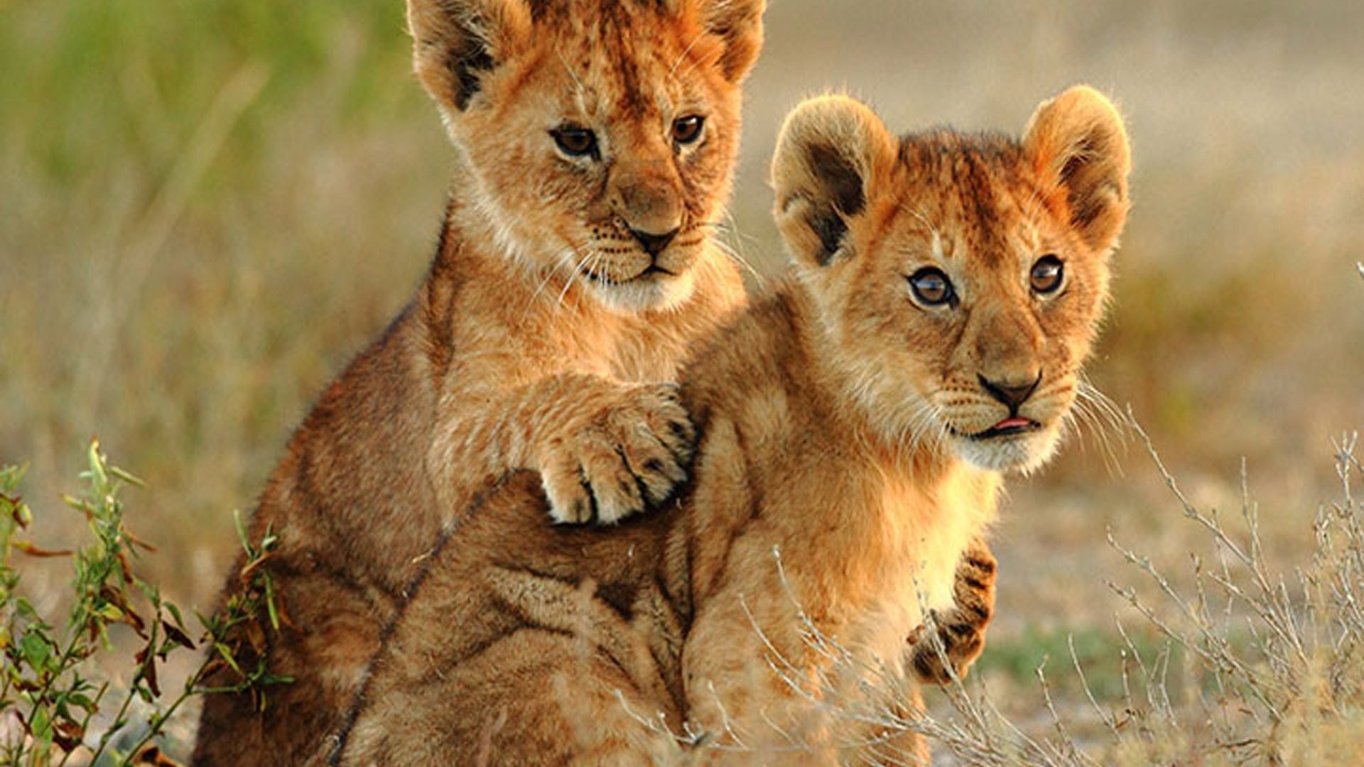 Cute Lion Cubs Wallpapers