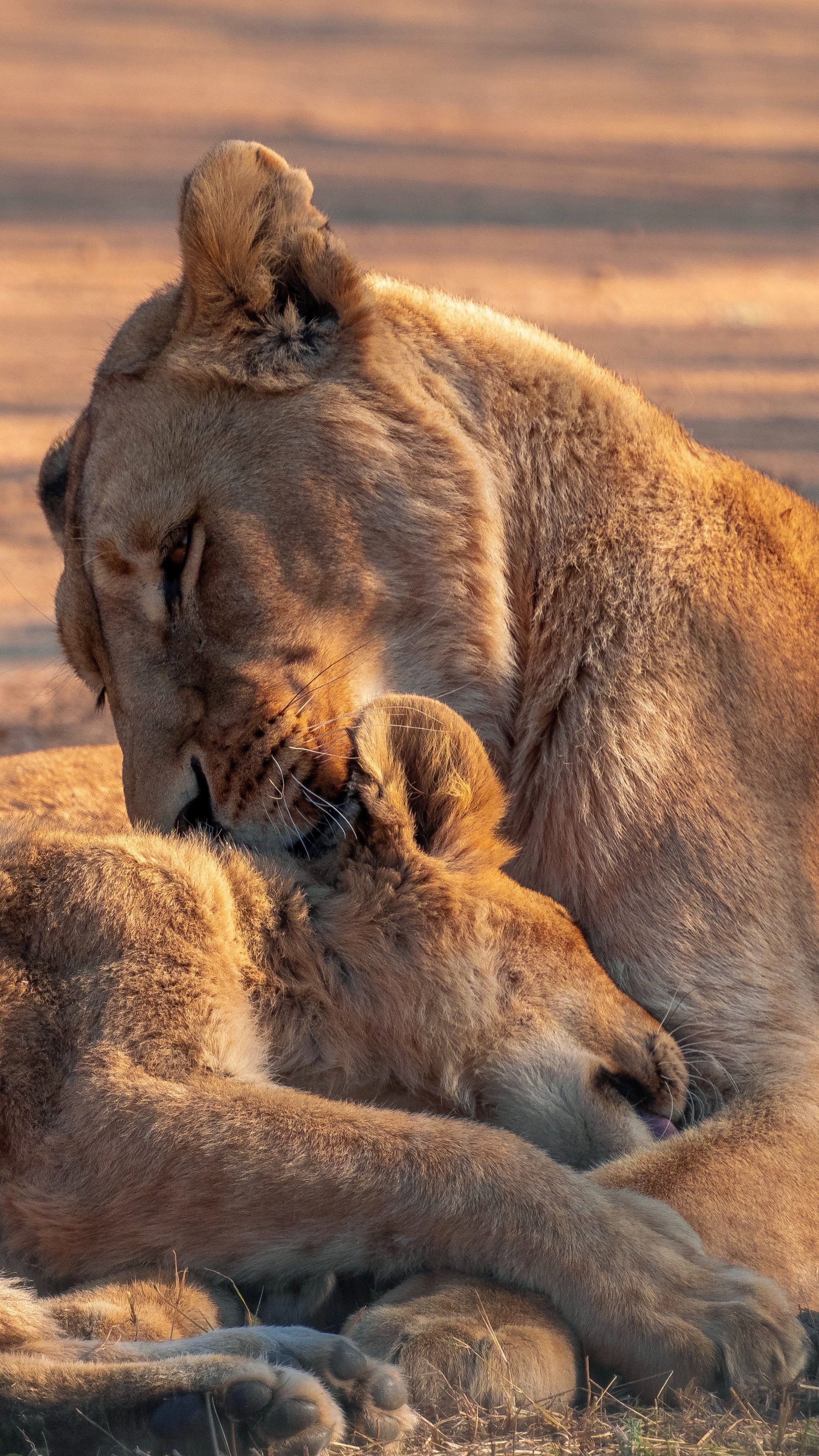 Cute Lion Cubs Wallpapers