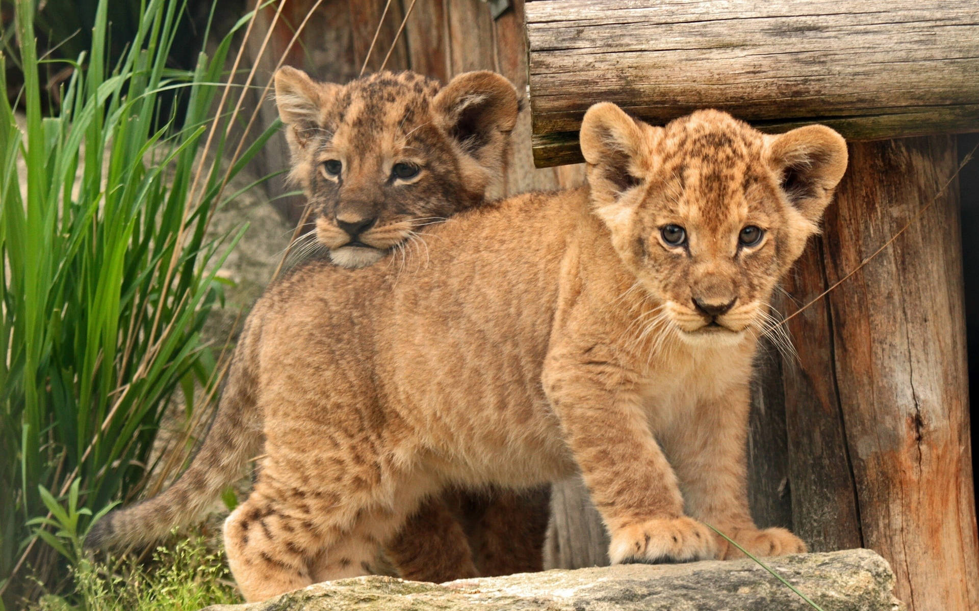 Cute Lion Cubs Wallpapers