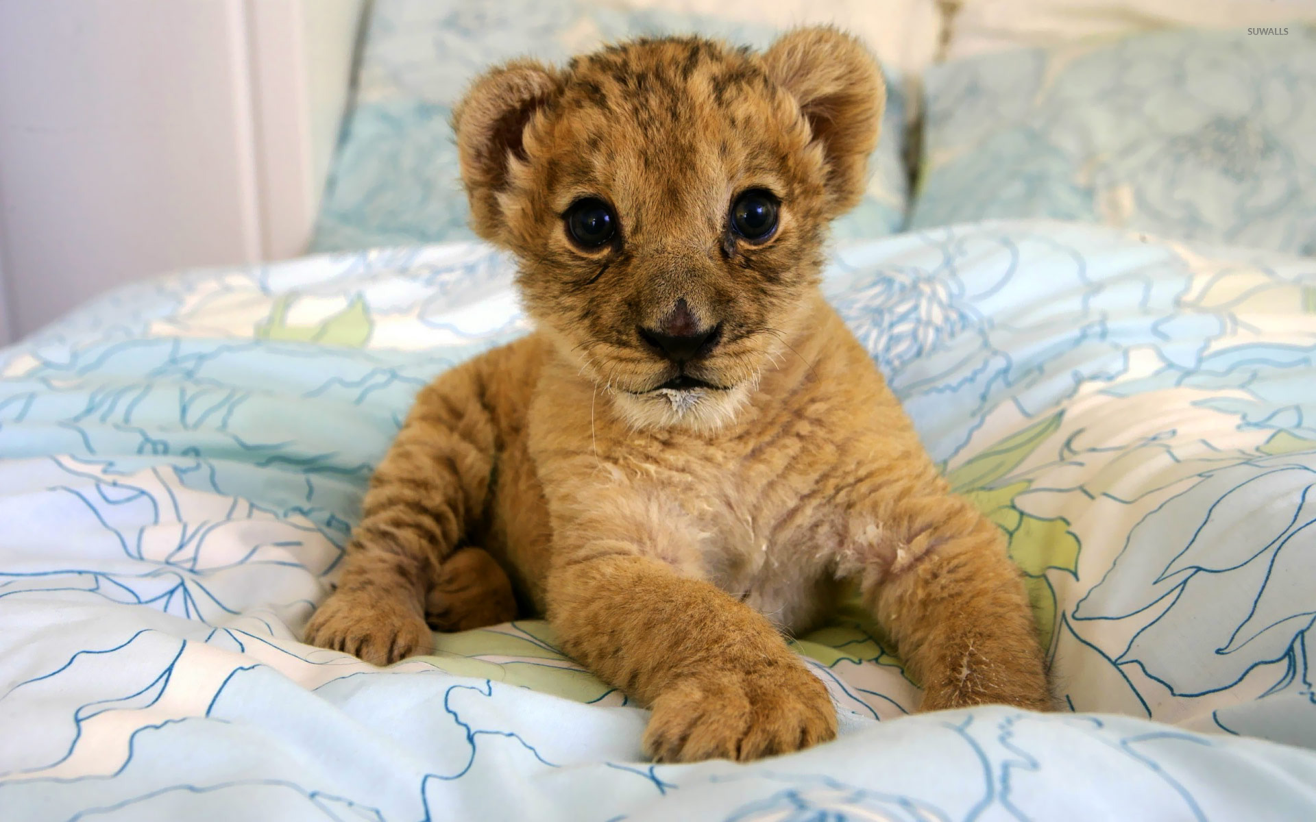 Cute Lion Cubs Wallpapers