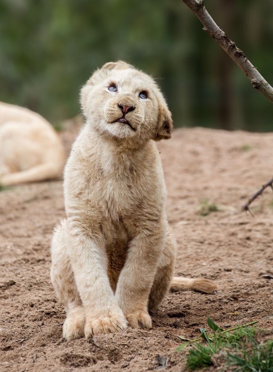 Cute Lion Cubs Wallpapers