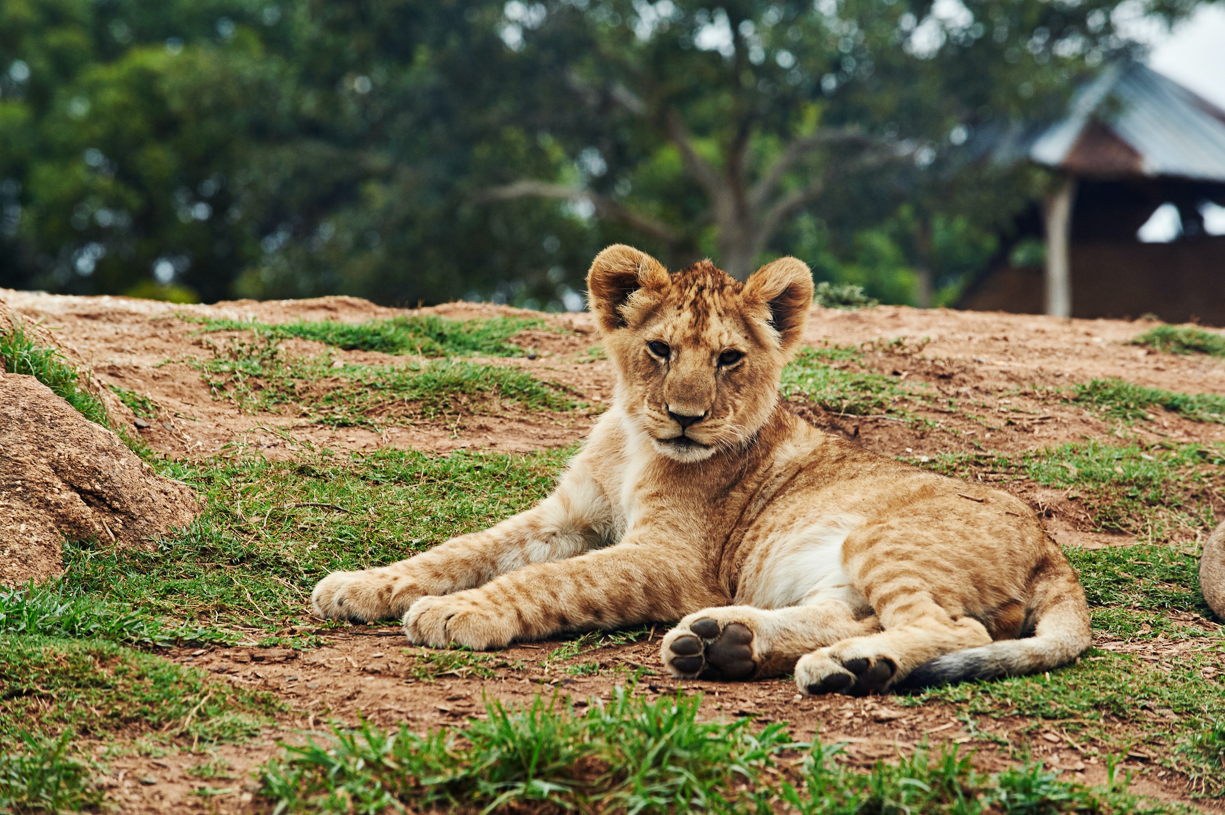 Cute Lion Cubs Wallpapers