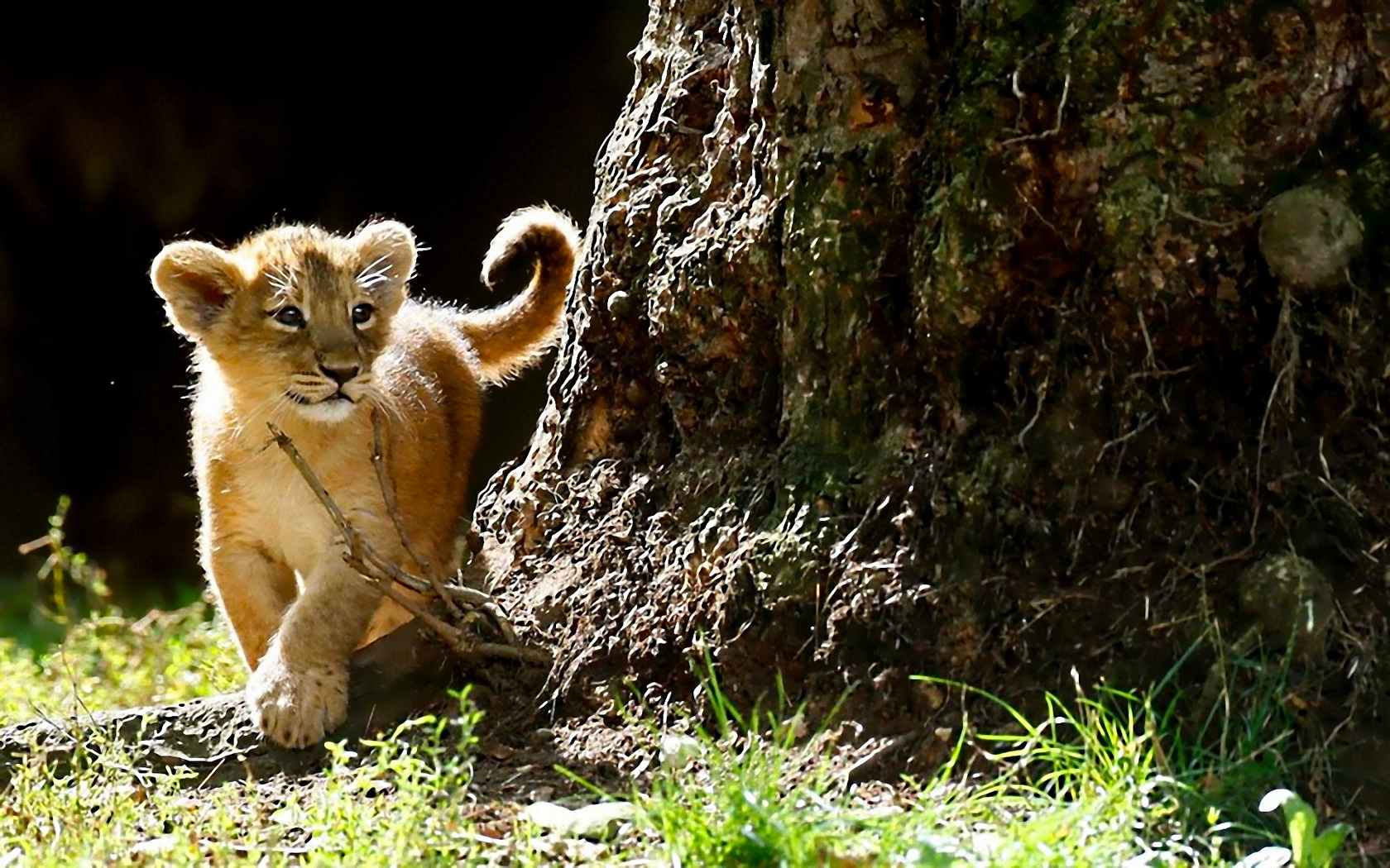 Cute Lion Cubs Wallpapers