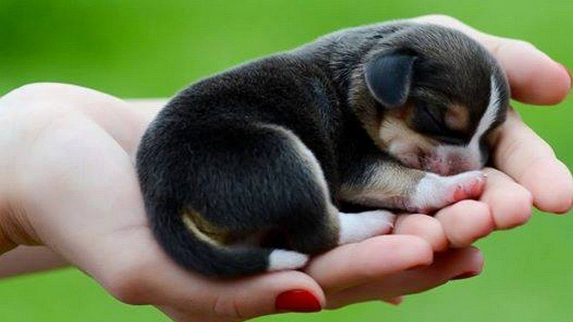 Cute Little Puppies Wallpapers