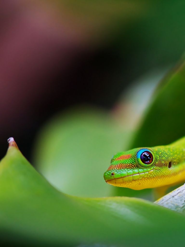 Cute LizardWallpapers