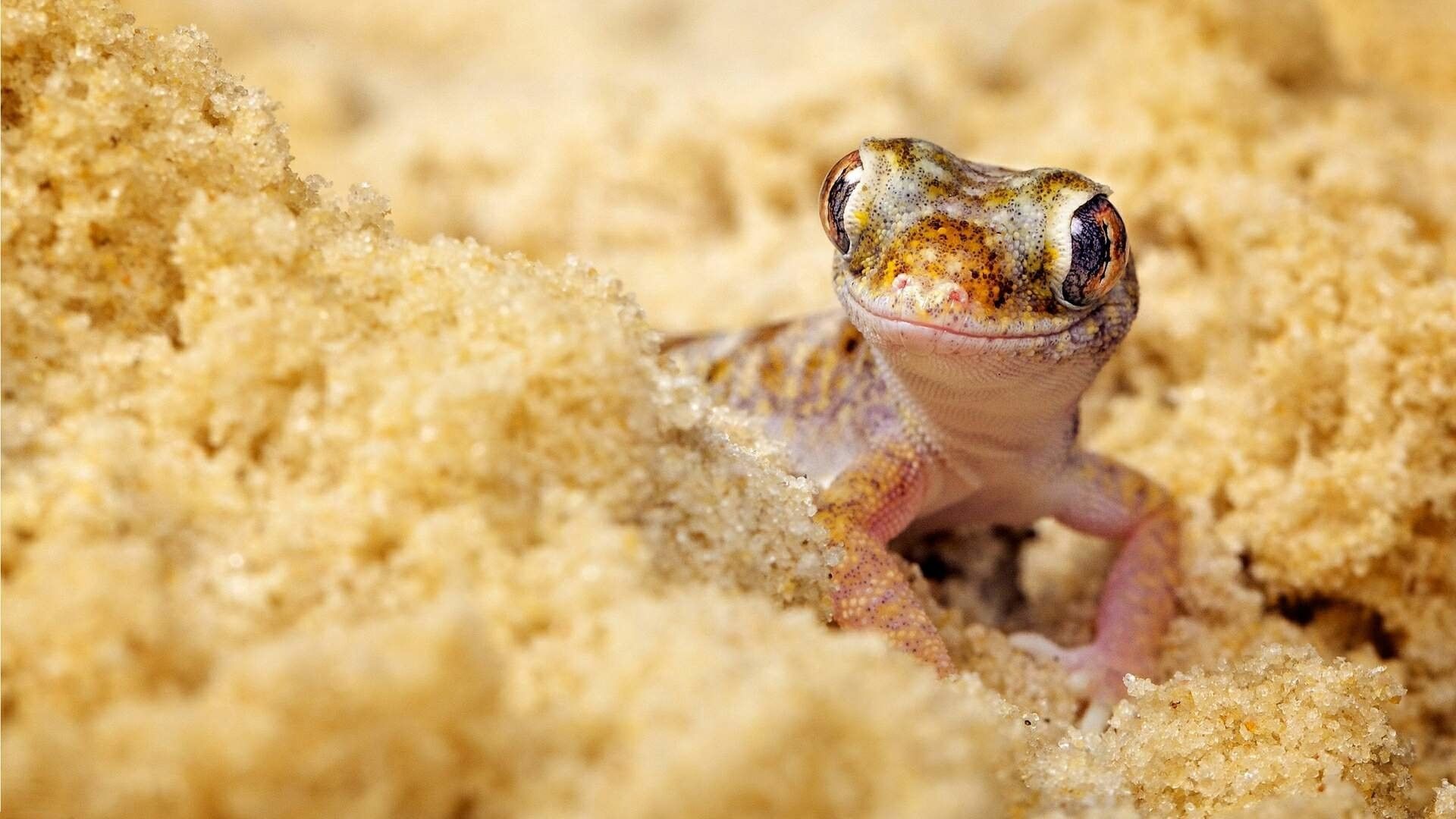 Cute LizardWallpapers