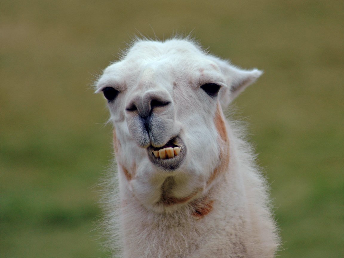 Cute Llama Desktop Wallpapers