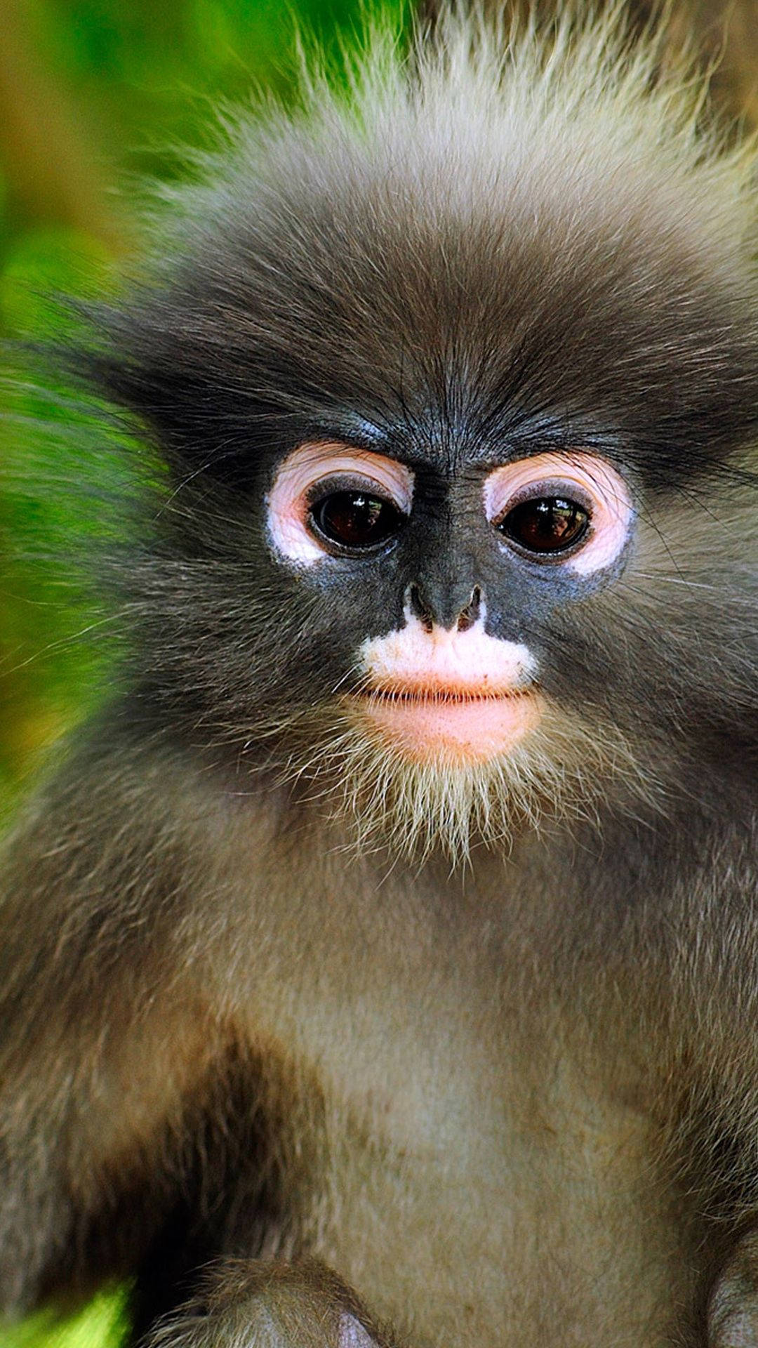 Cute Monkey Wallpapers