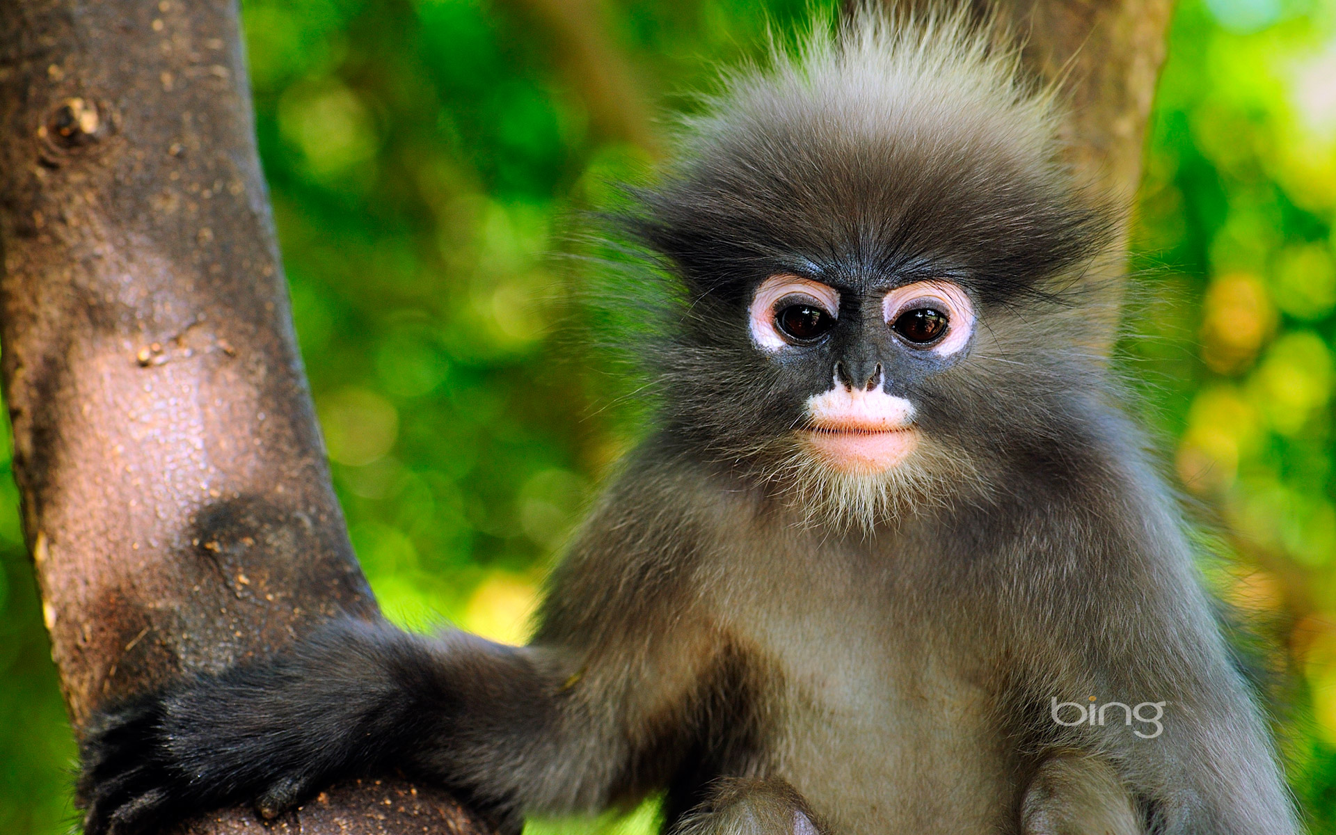 Cute Monkey Wallpapers