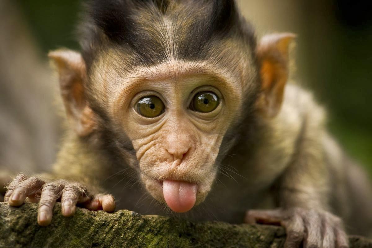 Cute Monkey Wallpapers