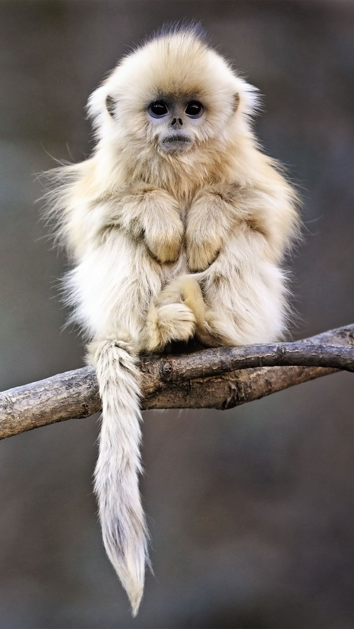 Cute Monkey Iphone Wallpapers