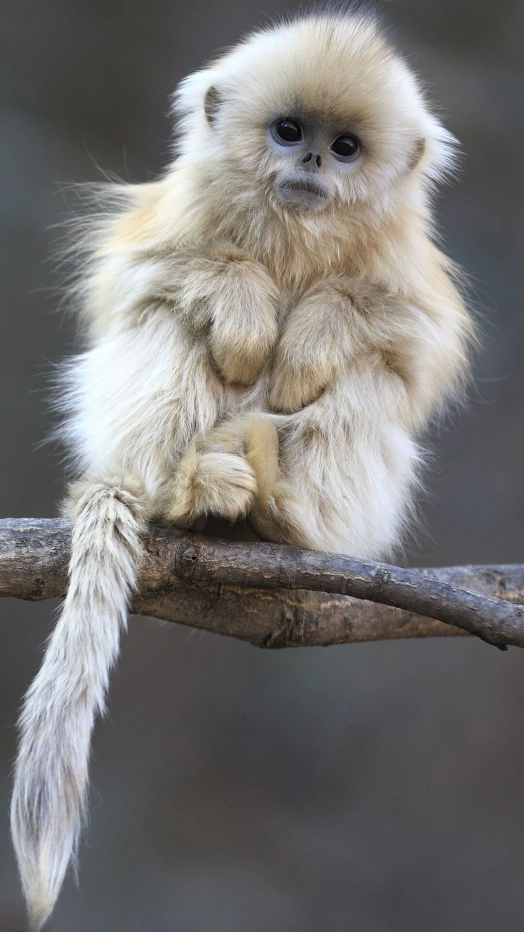 Cute Monkey Iphone Wallpapers