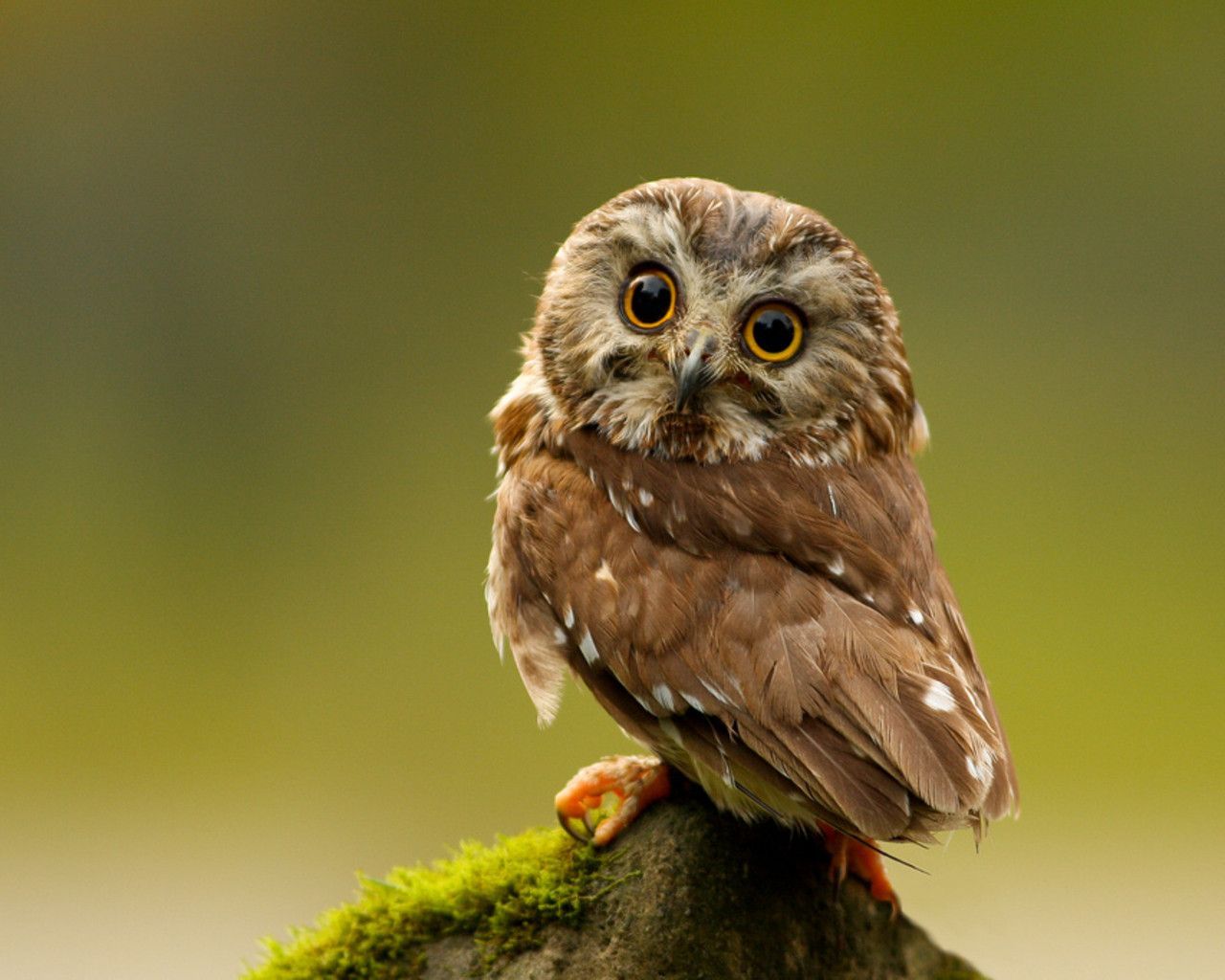 Cute OwlWallpapers