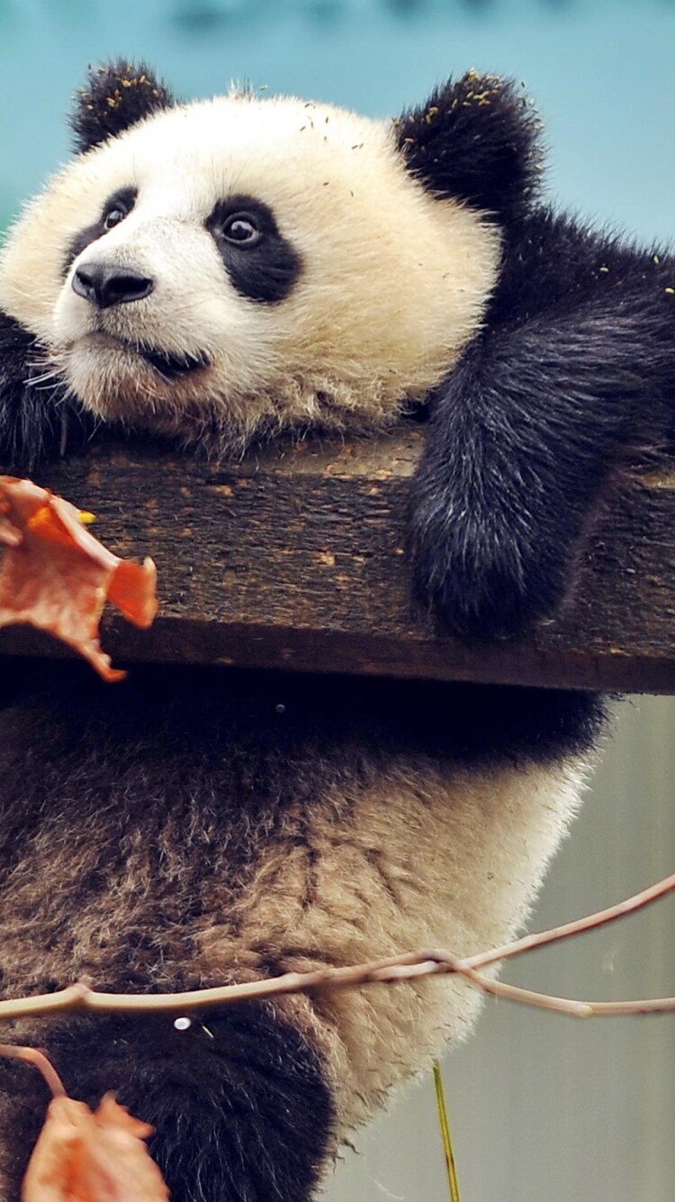 Cute Panda IphoneWallpapers