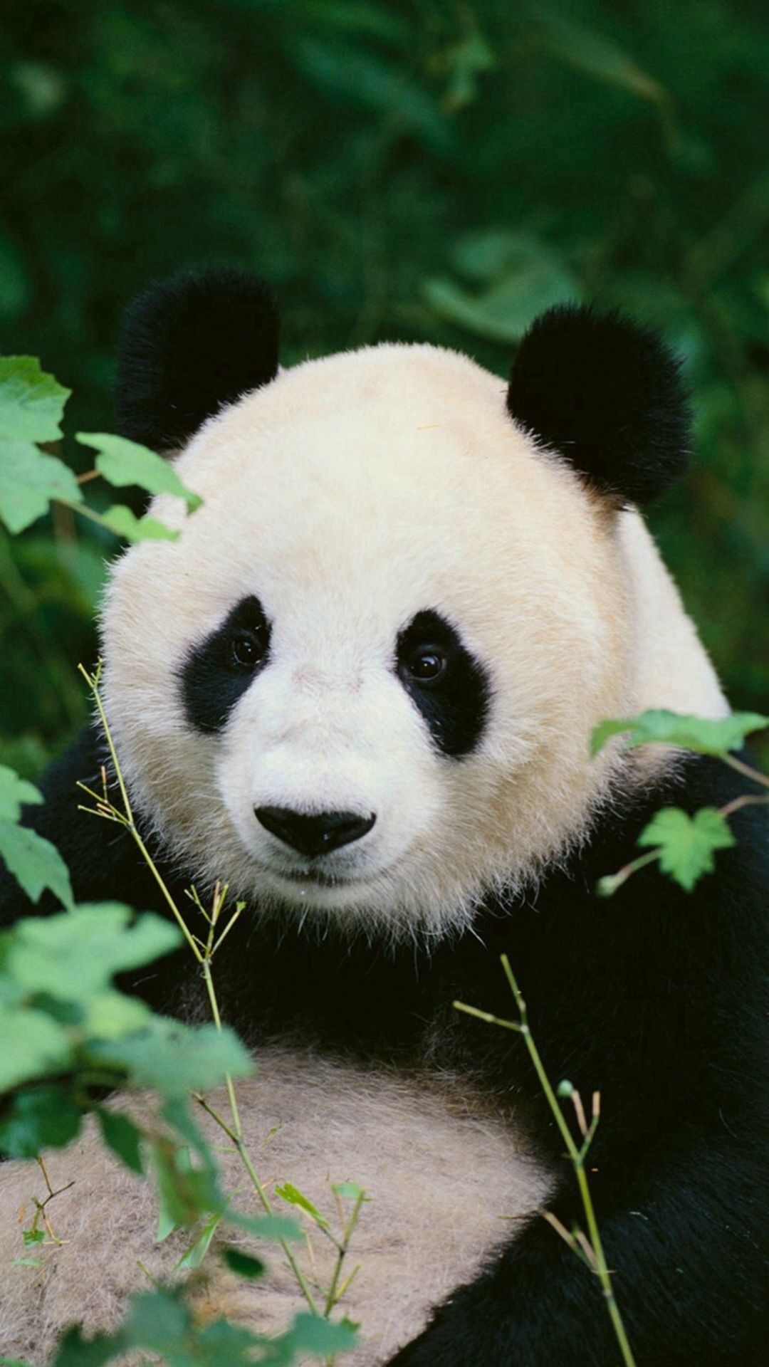 Cute Panda IphoneWallpapers