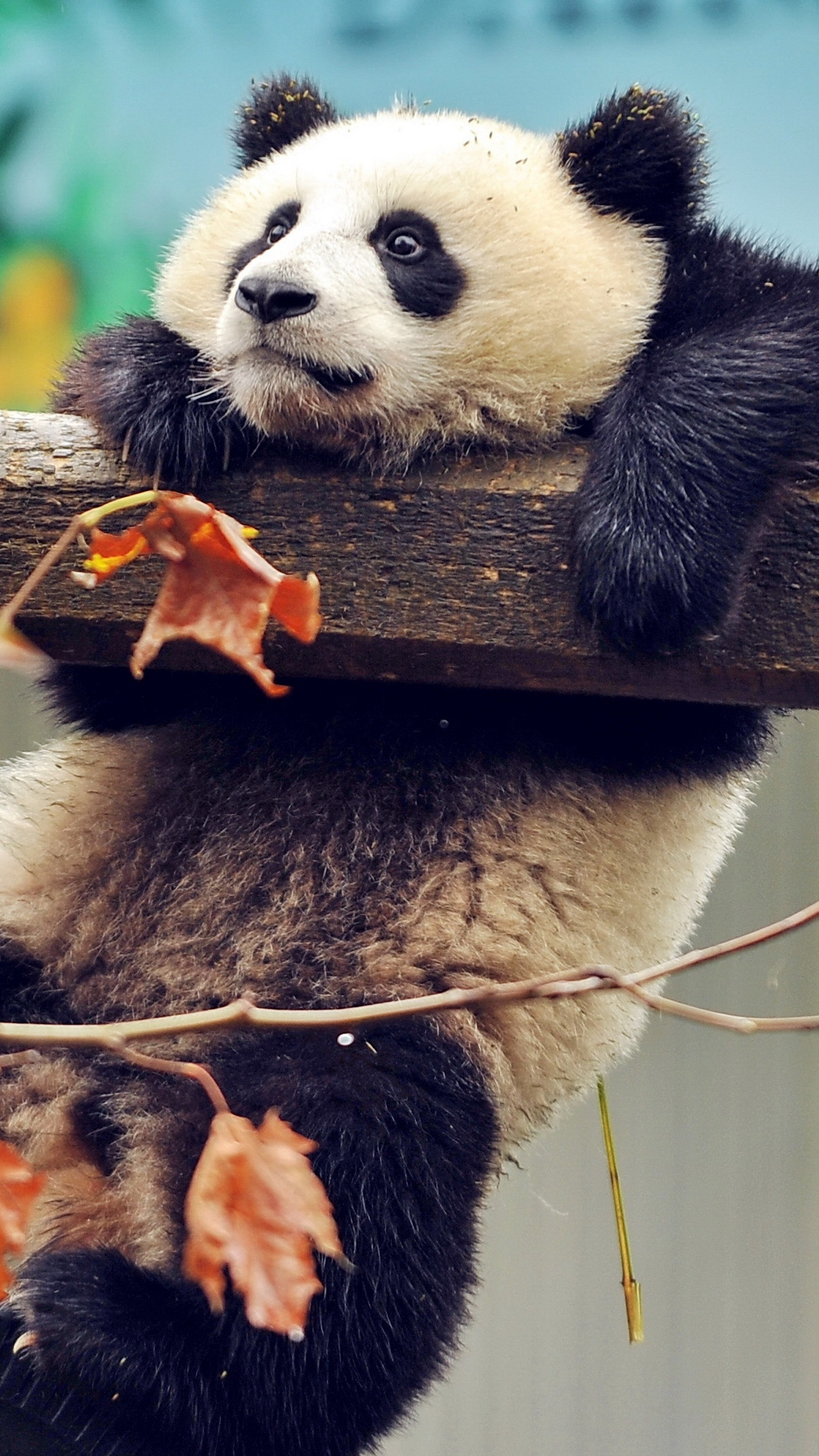 Cute Panda  Wallpapers