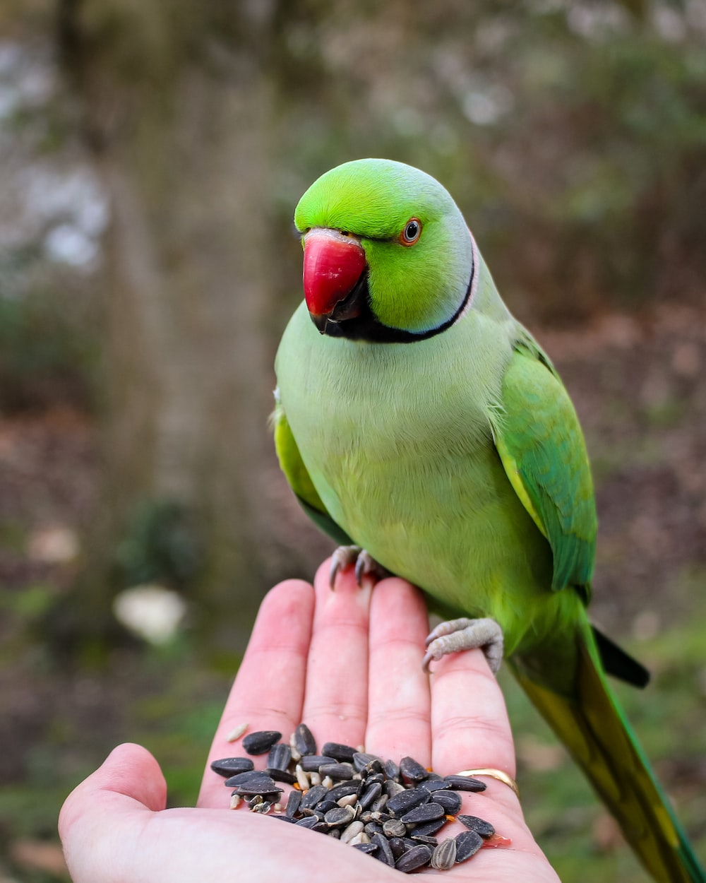 Cute Parrot Wallpapers