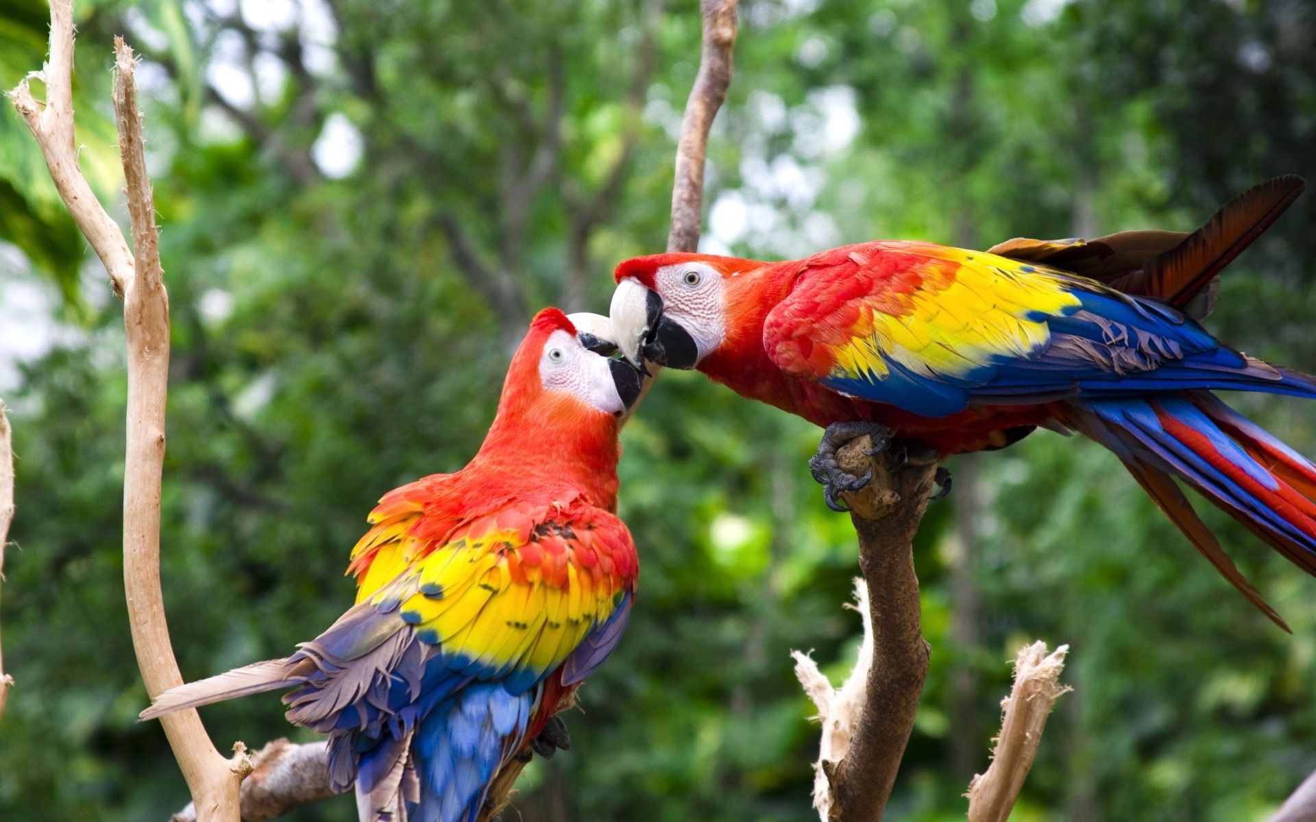 Cute Parrot Wallpapers