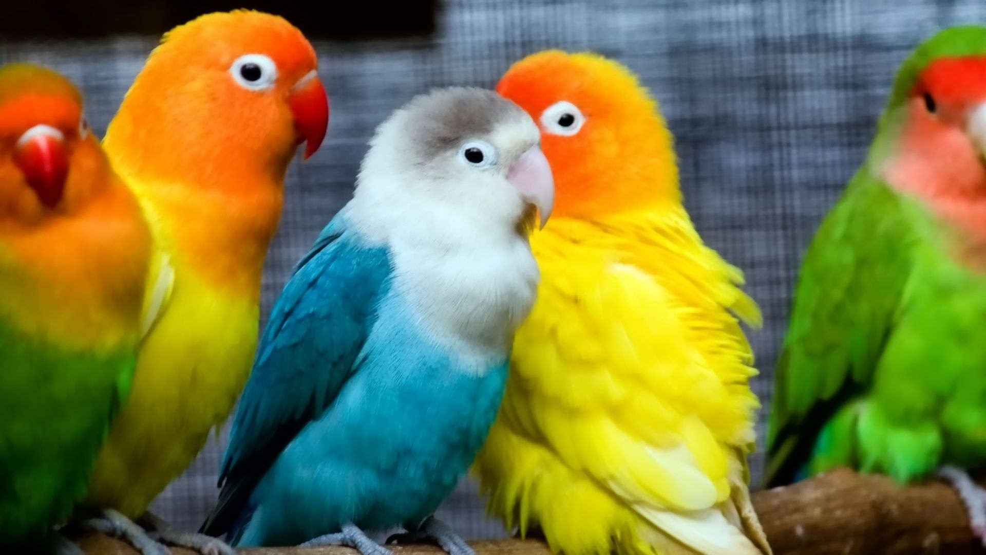 Cute Parrots Wallpapers