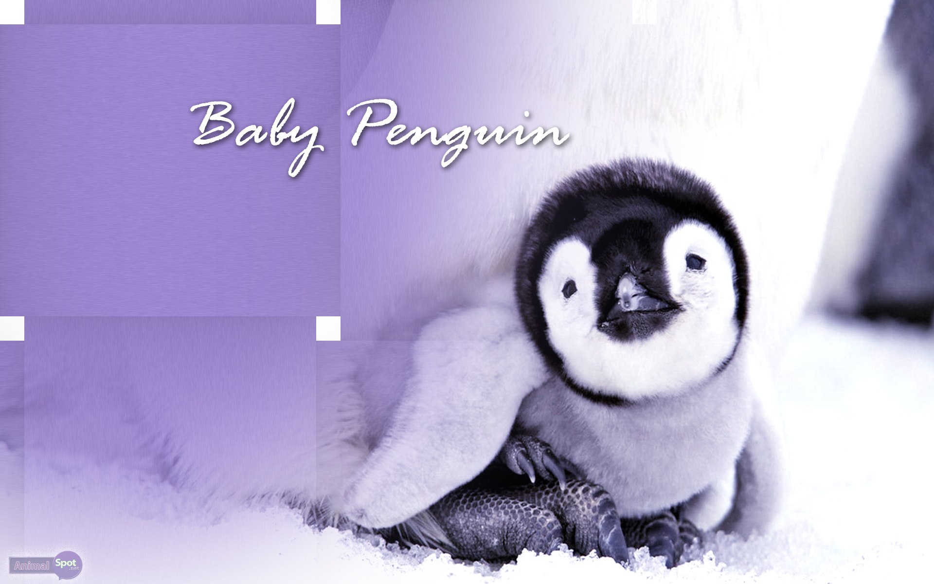 Cute Penguin Desktop Wallpapers