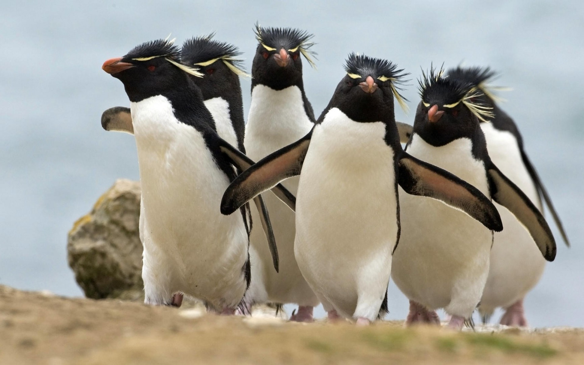 Cute Penguin Desktop Wallpapers