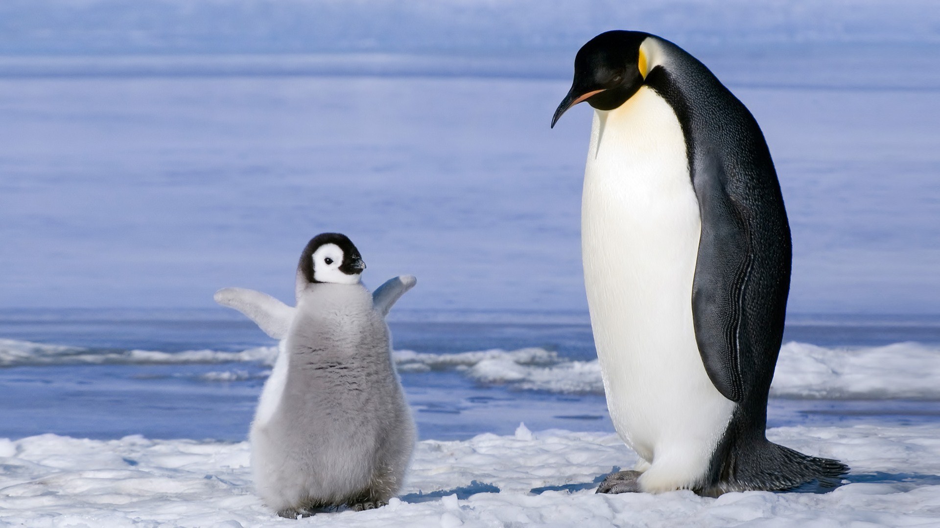 Cute Penguin Desktop Wallpapers