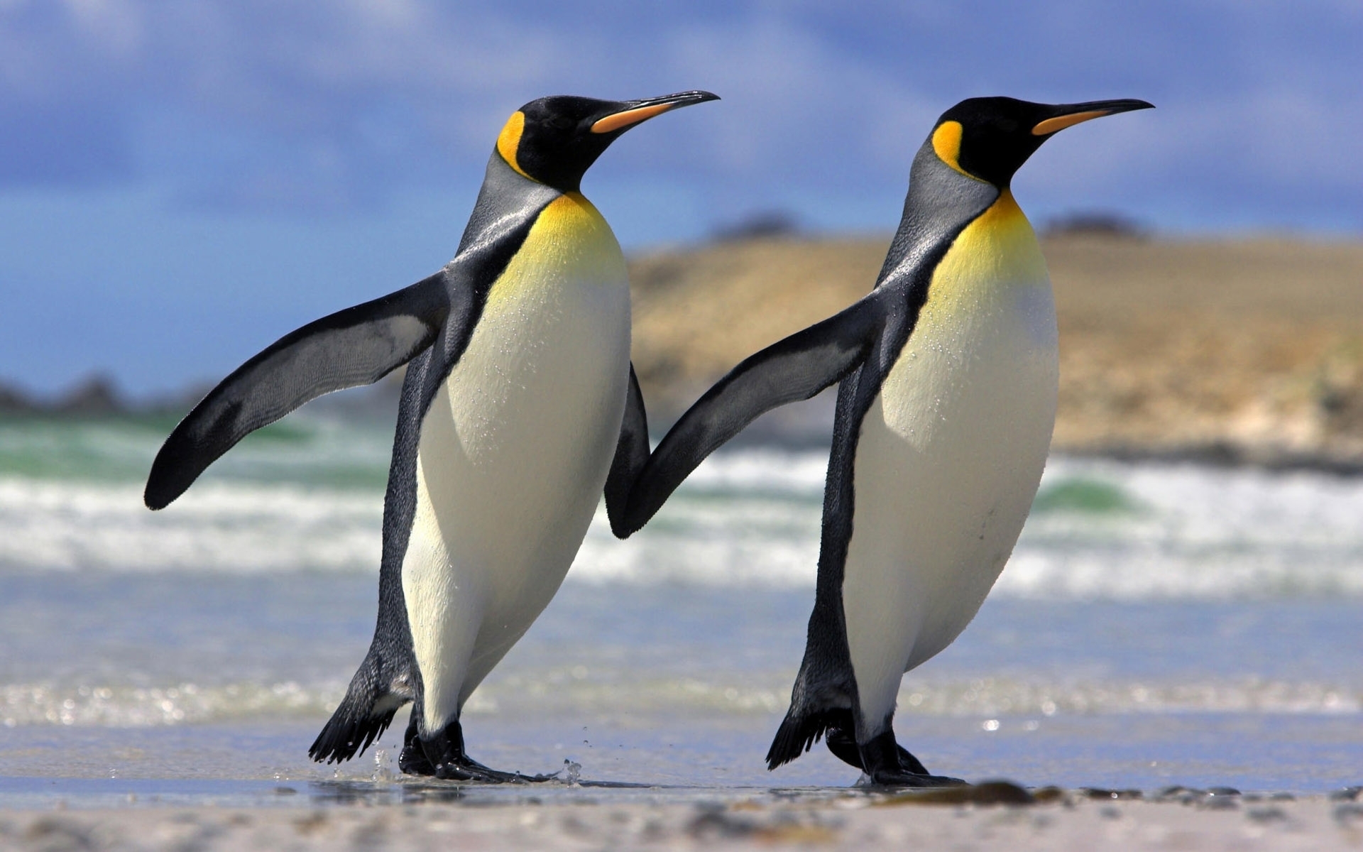 Cute Penguin Desktop Wallpapers